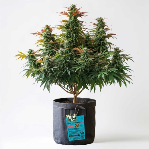 Grow Bucket Living Soil organic